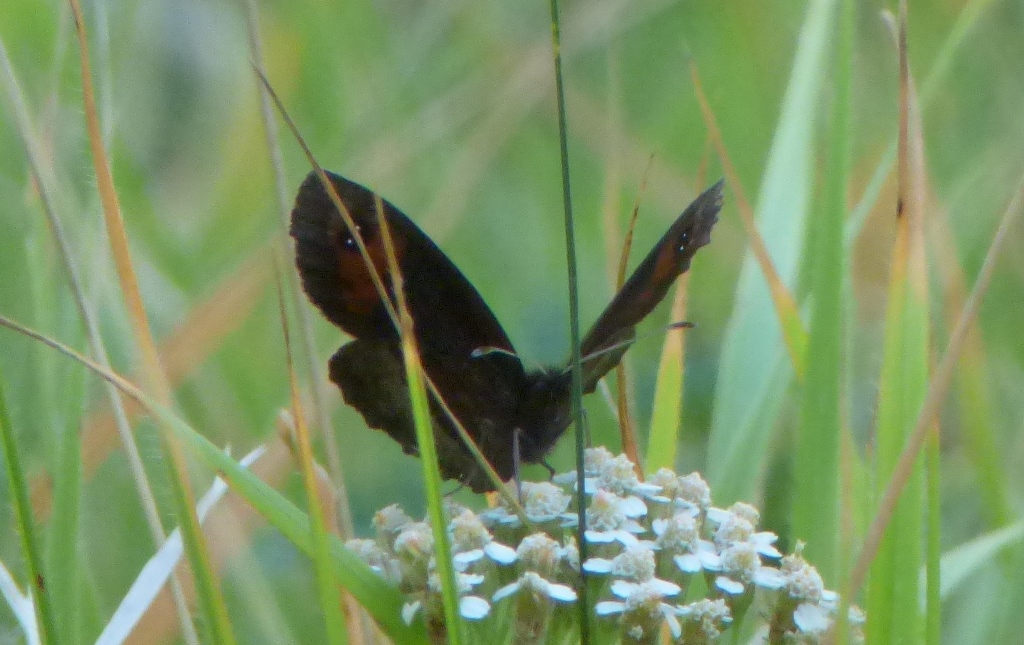 Erebie? Erebia neoridas, Nymphalidae